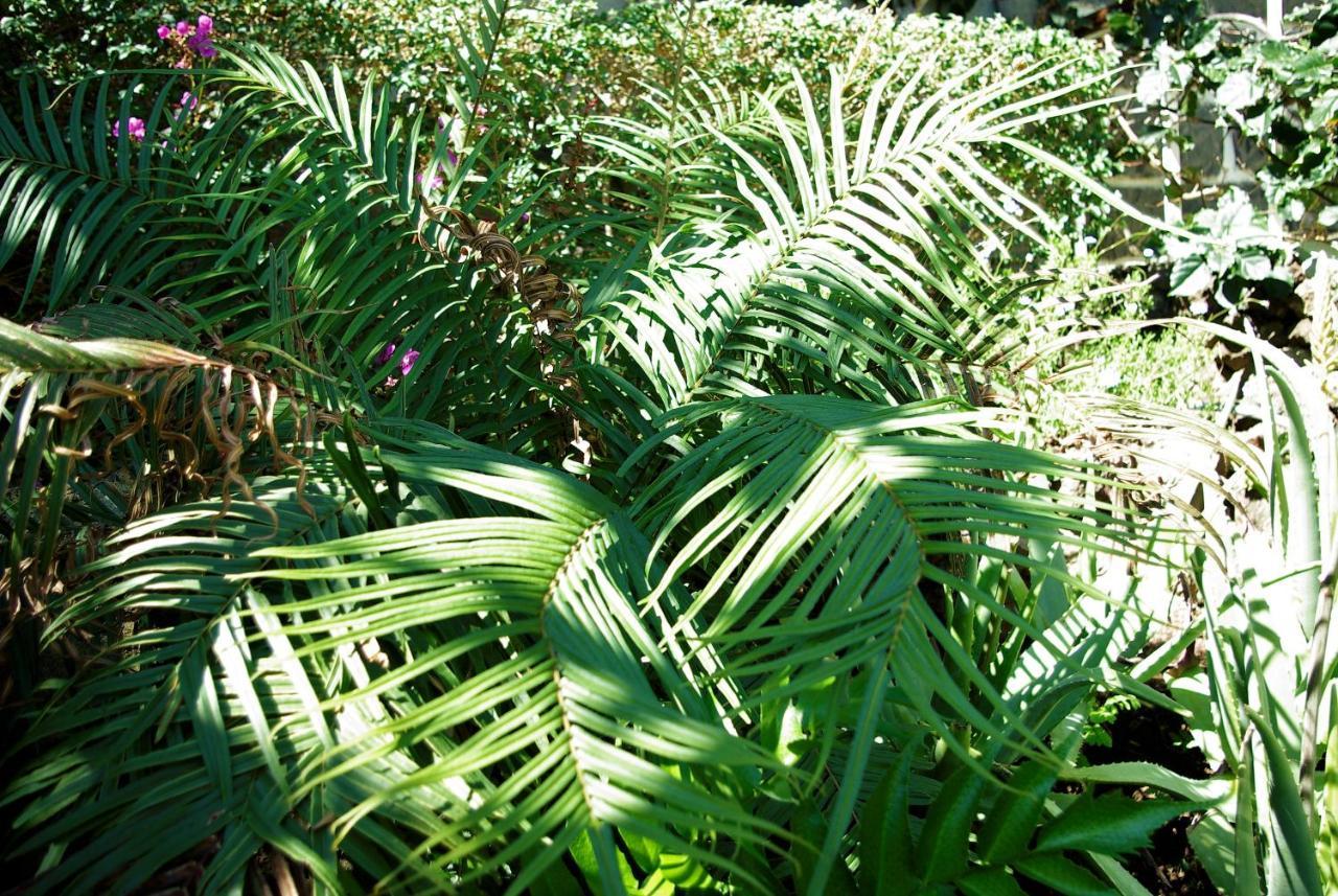 Bungalow Garden View