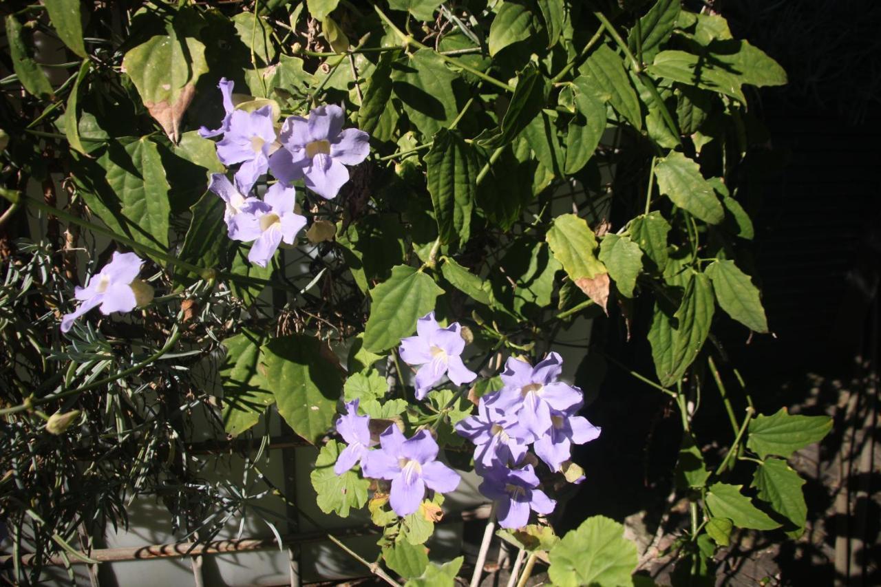 Bungalow Garden View