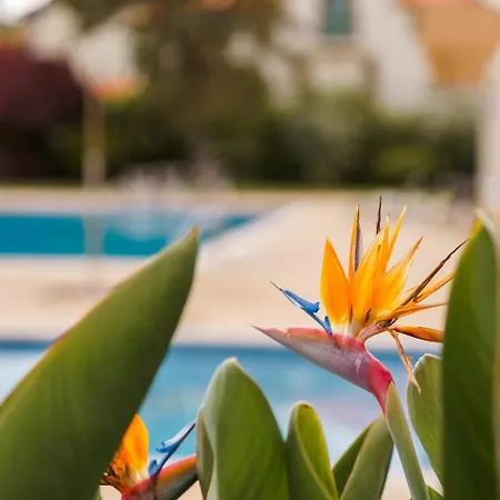 Sunny Getaway In Funchal-3